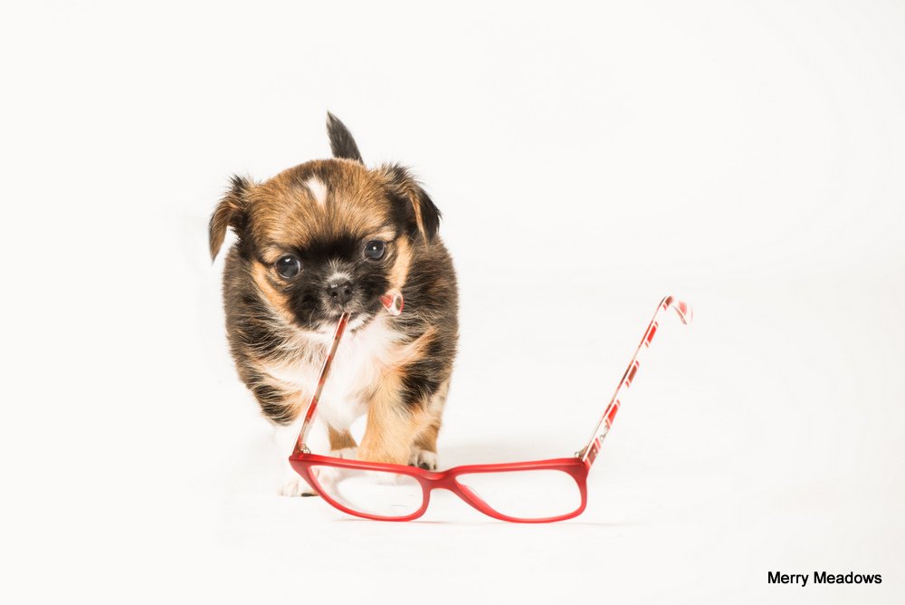 Chihuahua-Welpe mit Brille in der Schnauze